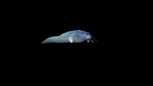 Ein computer-animierter Fisch vor schwarzem Hintergrund